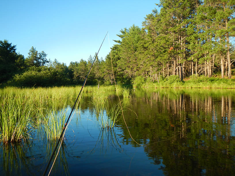 Couldn't ask for a nicer evening in July - looking up the feeder creek to [REDACTED] Pond for brookies