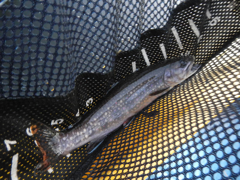 The night's biggest - hard to get these fish to sit still for a photo!