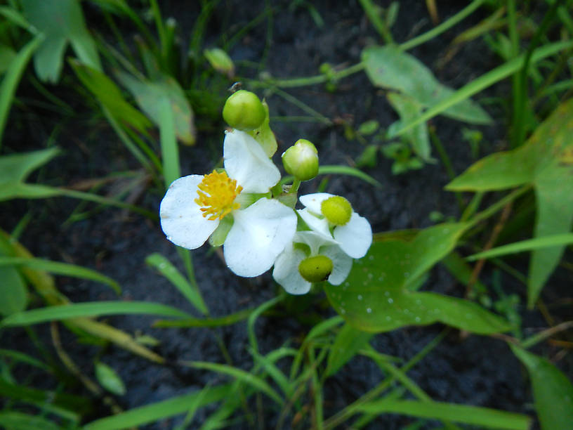 Arrowhead (Sagittaria latifolia), a.k.a. duck-potato