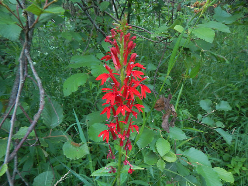 First cardinal flower (Lobelia cardinalis) I've seen in bloom this year