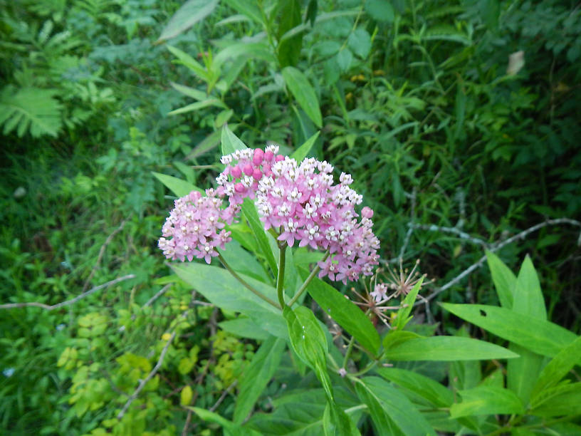 Swamp milkweed (Asclepias incarnata) - just had this on my Field Botany exam