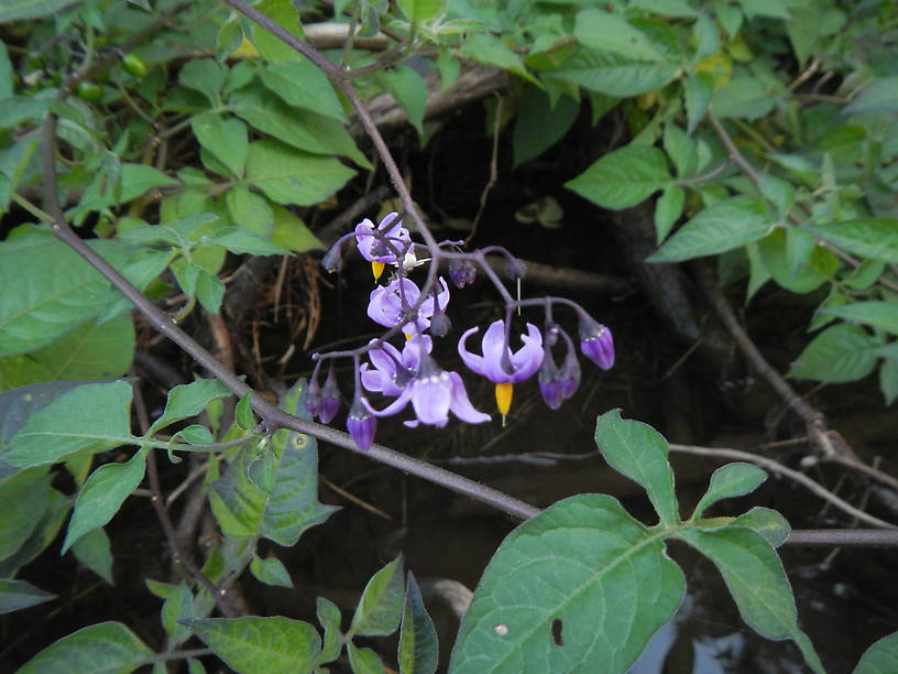 Bittersweet nightshade (Solanum dulcamara)