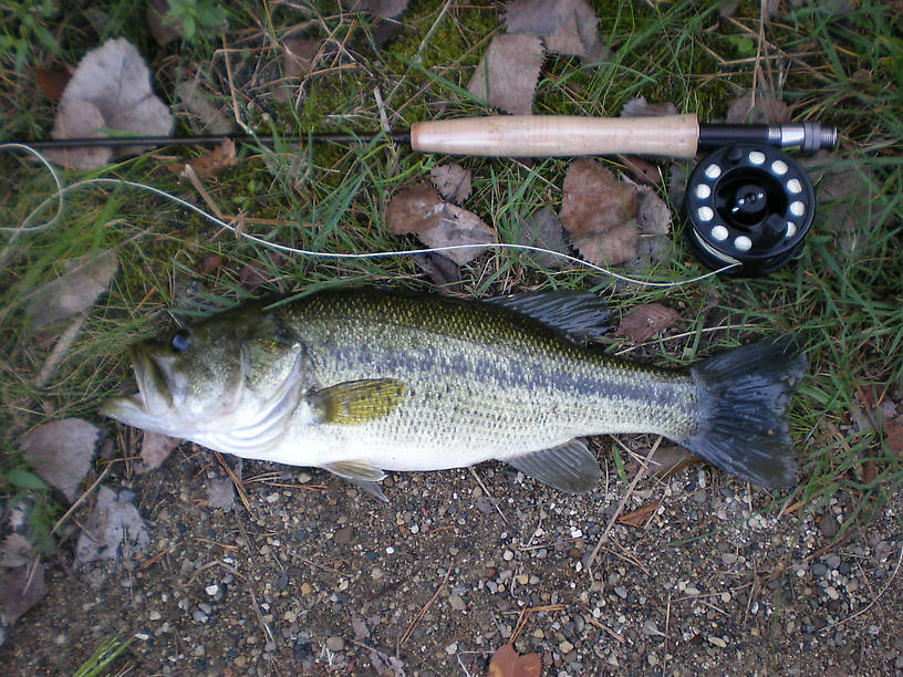 Matthei Botanical Gardens largemouth