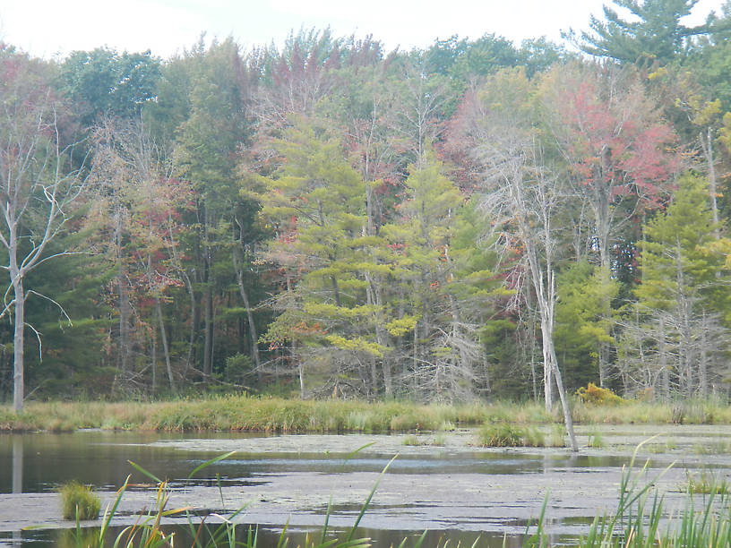 The bass pond got pretty grown over with weeds, hard to find any open water to drop flies into