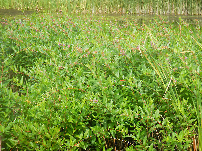 Whorled loosestrife, Decodon verticellatus - learned this plant in the summer of '85 - related to the evil purple loosestrife but this one's native