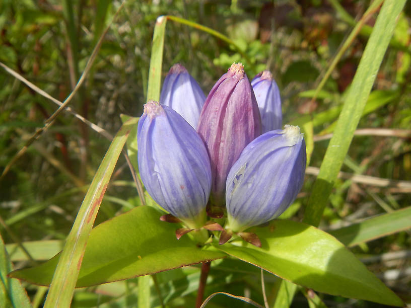 Blue bottle gentian, Gentiana andrewsii