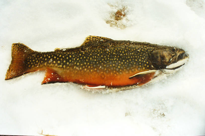 Big Spring Brookie