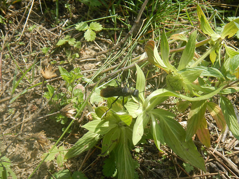 Sphex pennsylvanicus, a katydid-hunting solitary wasp, one of my favorite insects