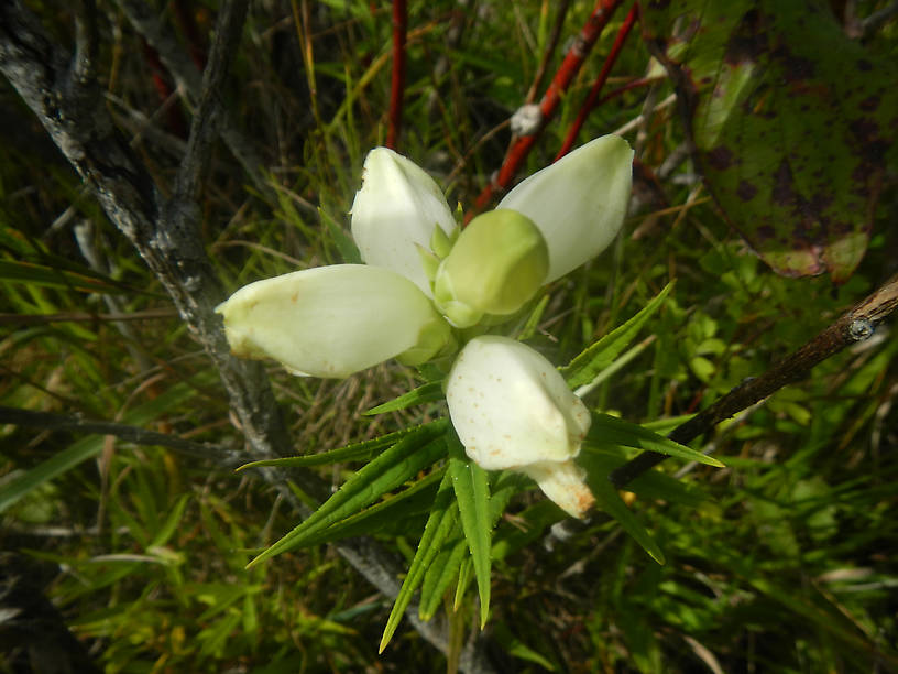 Turtlehead, Chelone glabra