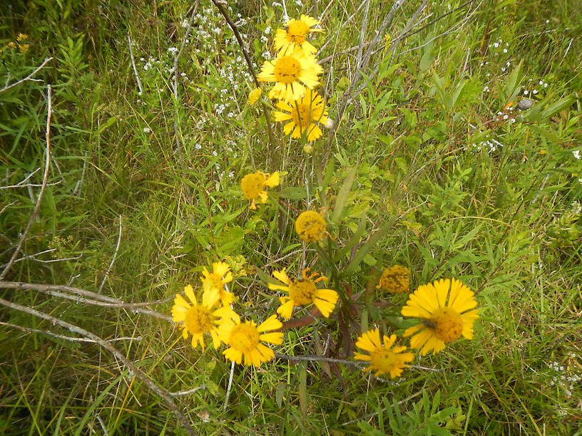 Sneezeweed, Helenium autumnale