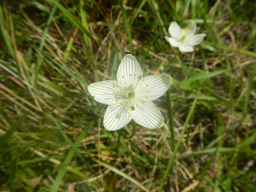 Grass-of-parnassius, Parnassia glauca