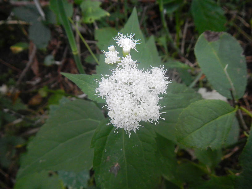 White snakeroot, Eupatorium rugosum