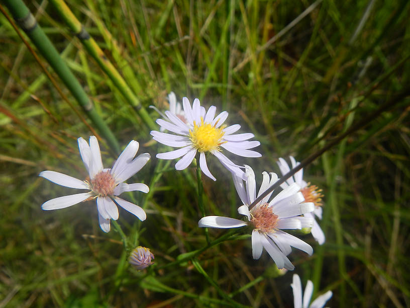 Of course it just wouldn't be fall without asters!