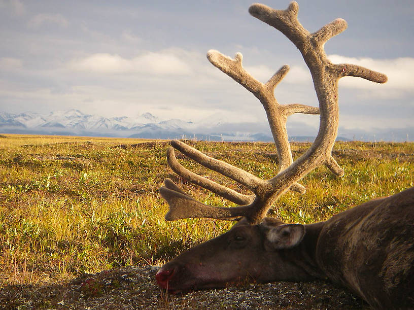 The snow-capped peaks in the background are the Philip Smith Mountains in the Arctic National Wildlife Refuge.