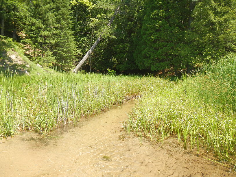 The ice-cold mouth of that creek coming into Foote Pond - and yes, it is designated trout water