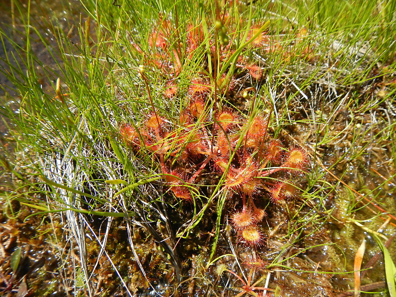 A bog plant, roundleaf sundew (Drosera rotundifolia)