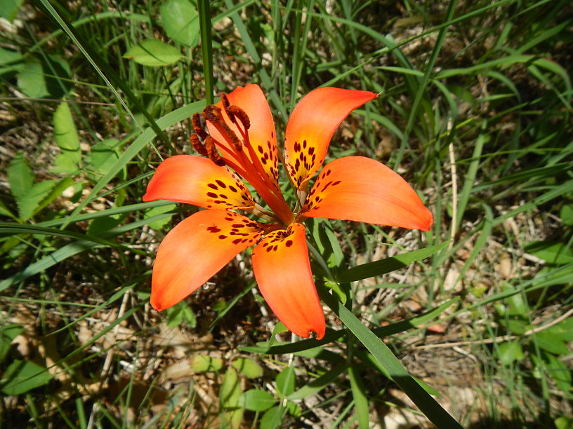 Joe's subject, Lilium philadelphicum