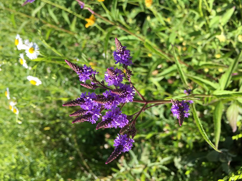 Blue vervain, Verbena hastate, always a favorite for that glowing blue-purple color