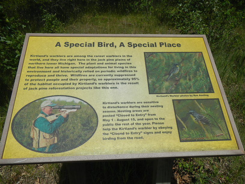 Hey, we're in Kirtland's Warbler habitat!