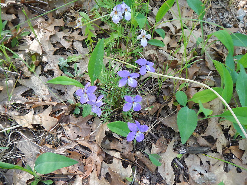 Bird's-foot violets on my front lawn in june