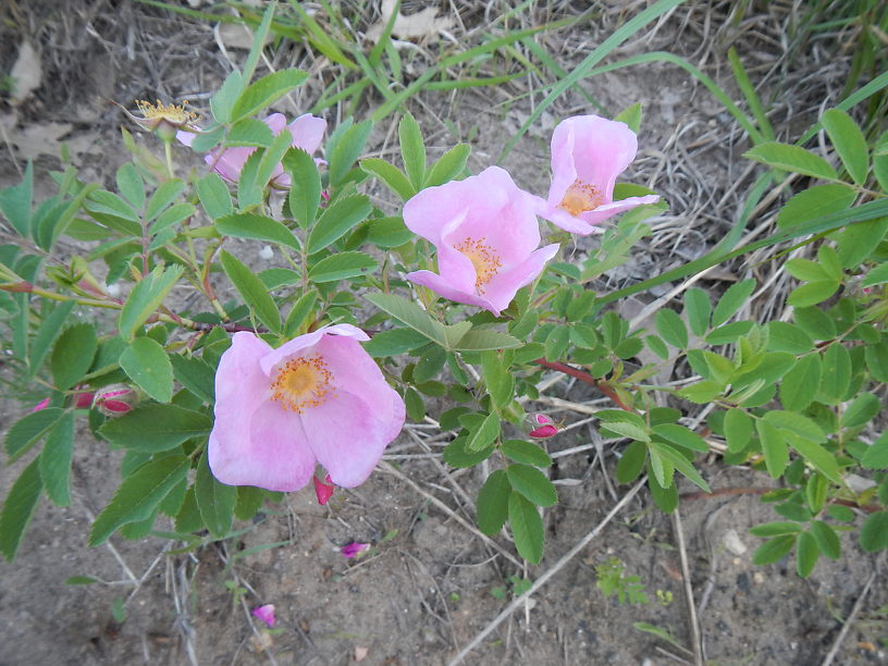 Wild rose on the trails across the road in June