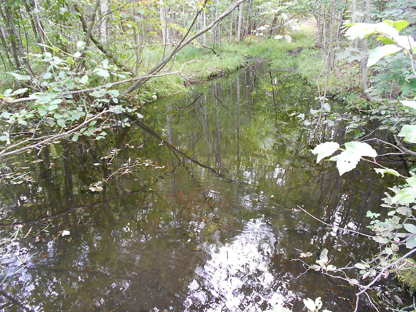 What have wee here?  The headwaters of a trout stream...