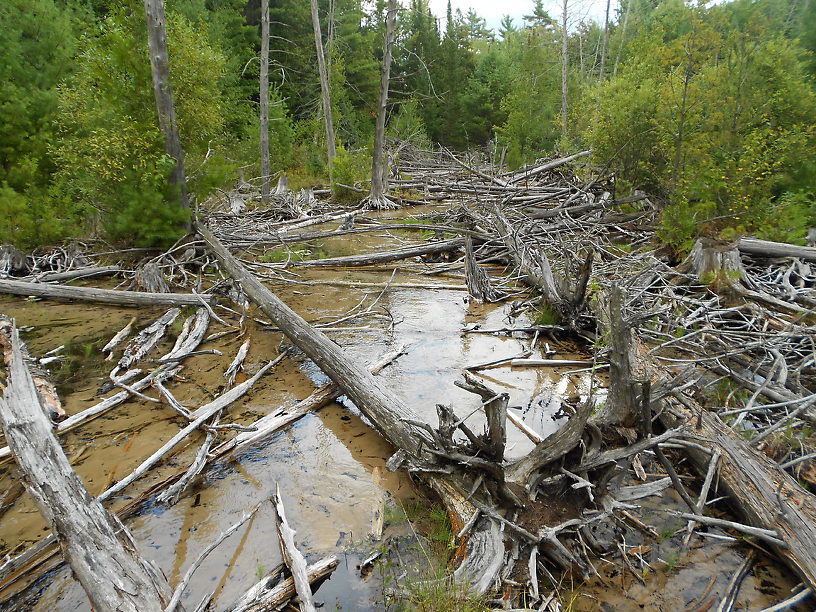 I have not fished this yet but you KNOW there's brookies in there!