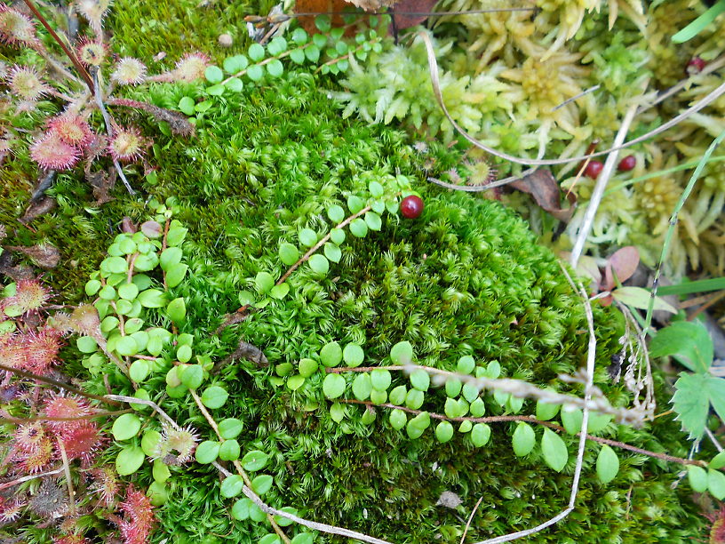 There's all manner of delights in this little canyon, including wild cranberries and sundews... 