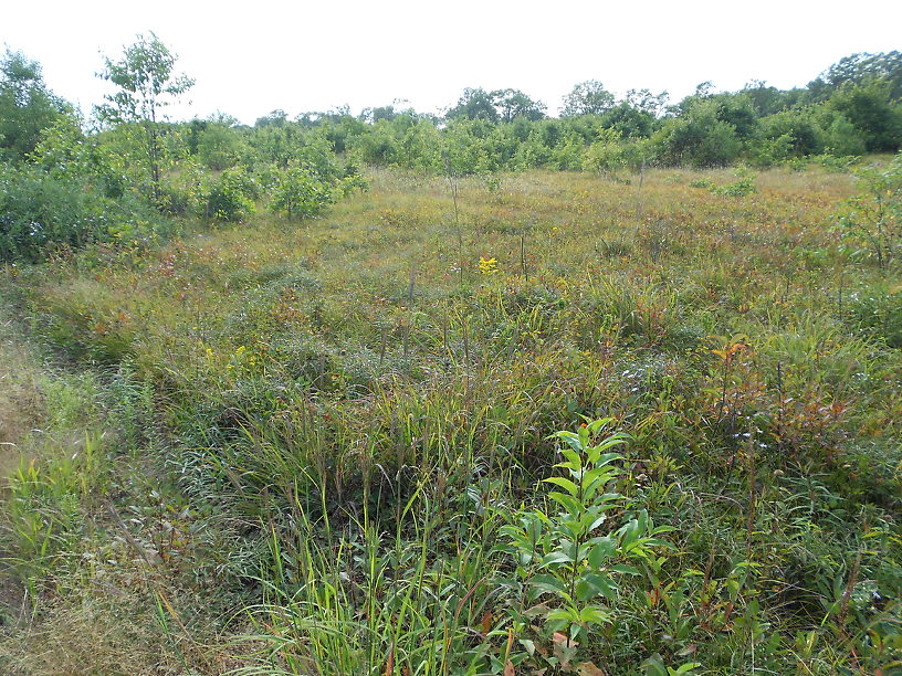 Prairie/savanna in the Alpena State Forest