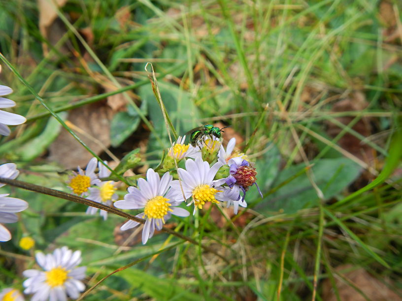 I spotted this lovely little Augochlora bee on a still-blooming sprig of aster in front of my house