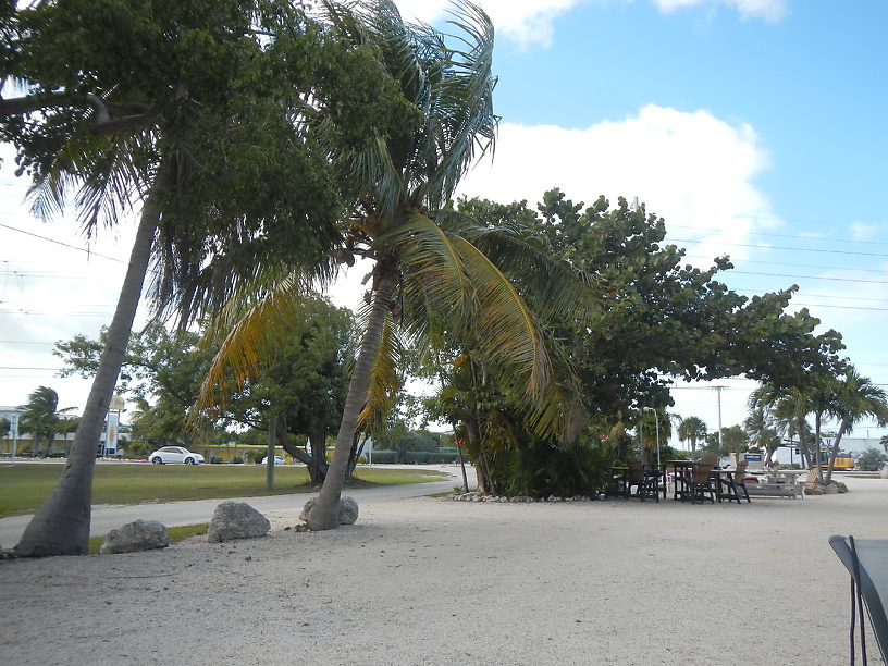 With apologies to Beck: got two coconuts and a seagrape tree!