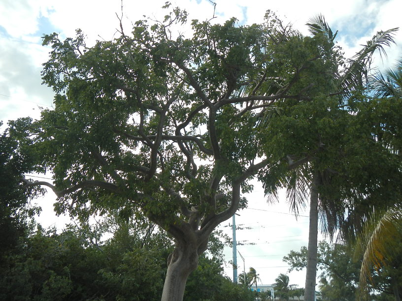 My new favorite tree: gumbo-limbo (Bursera simaruba)