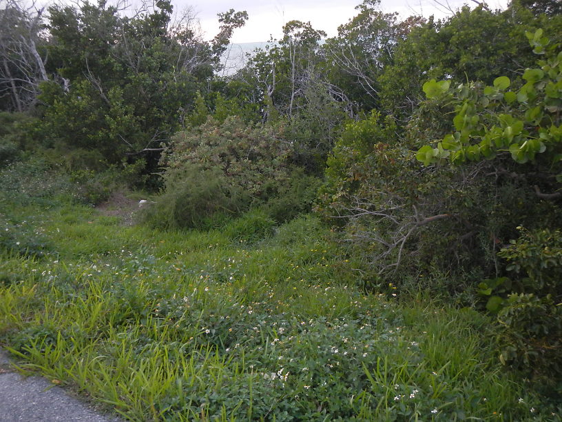 Seaside vegetation near the west end of the 7 Mile Bridge