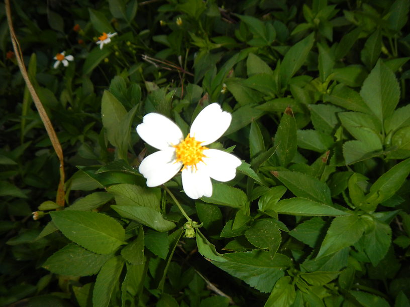 Common beggar-ticks, Bidens alba - no relation to Joe Biden, far as I know...