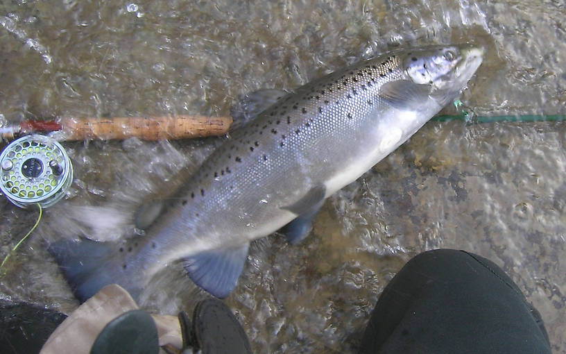 ...another shot of the same fish...just beautiful.