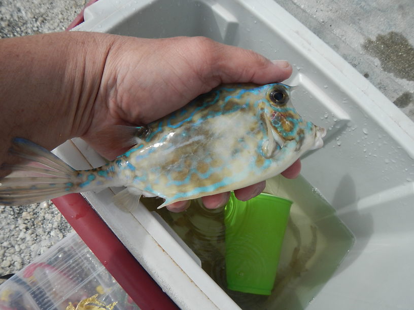 MOOOO!!! I'm a scrawled cowfish (Acanthostracion quadricornis), PUT ME BACK!!! (Too bad I don't have a 250-gallon saltwater tank!)