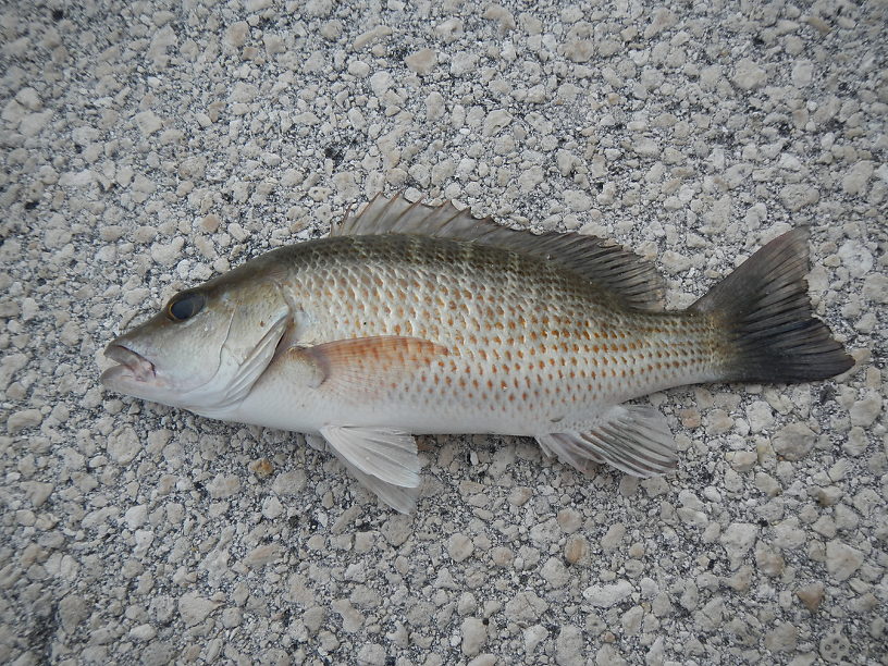 Bigger mangrove snapper Ron kept