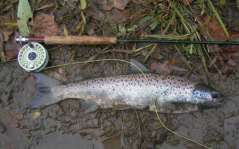 A beautiful female to match the male.  What a year!