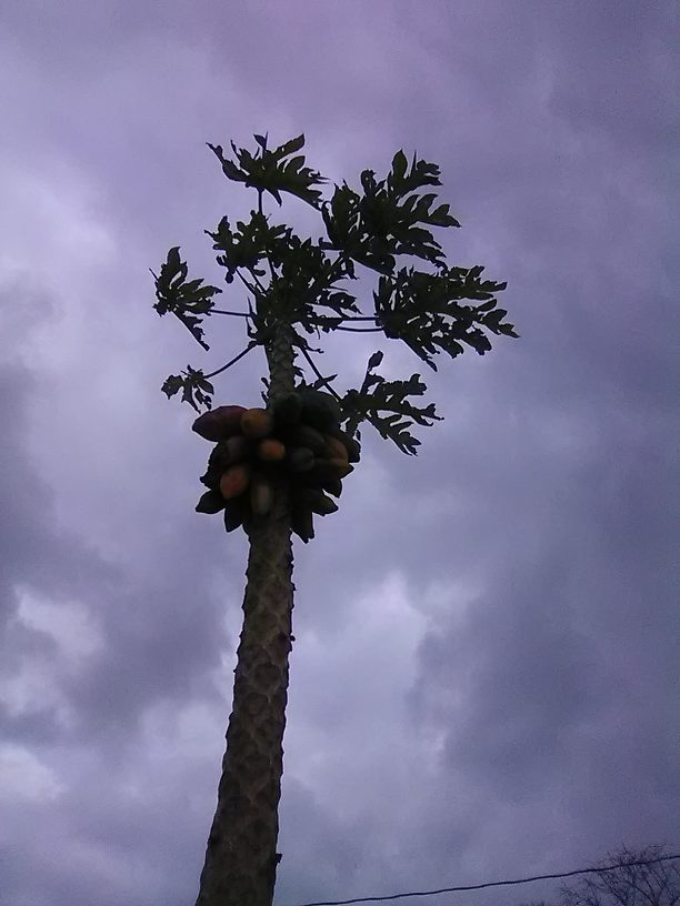 Got papayas? In front of the hotel office