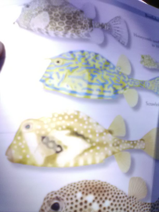 "He was a buffalo trunkfish...he was kinda like a cow fish...he was a buffalo trunk fish...at the 7 Mile Bridge..." (You all know the Bob Marley song)