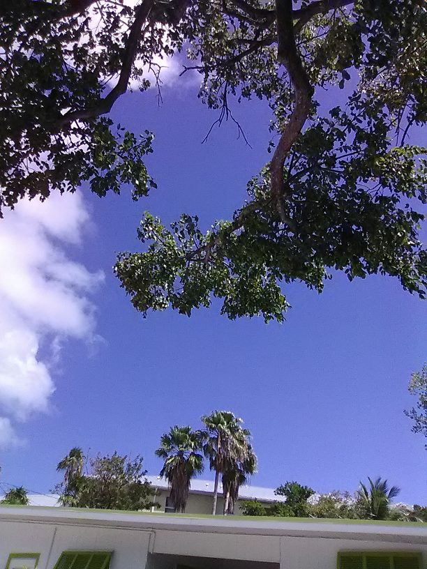 Under da gumbo-limbo tree! Ya mon, much respect!