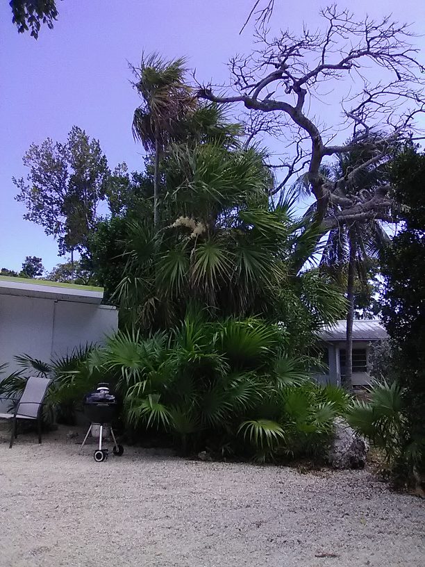 Tropical vegetation in the parking lot, including I think Jamaica thatchpalm...plant life was fascinating and incredibly diverse