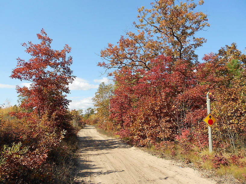 This is a chunk of the Alpena State Forest, right across the road from me