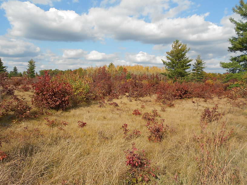 Prairie/savanna, habitat for smooth green snakes