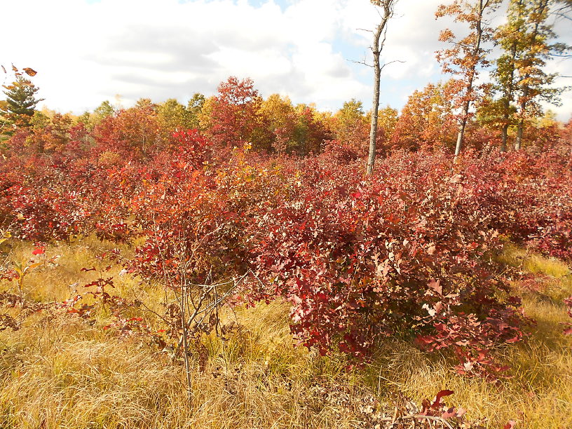 Scrubby oaks all colored up