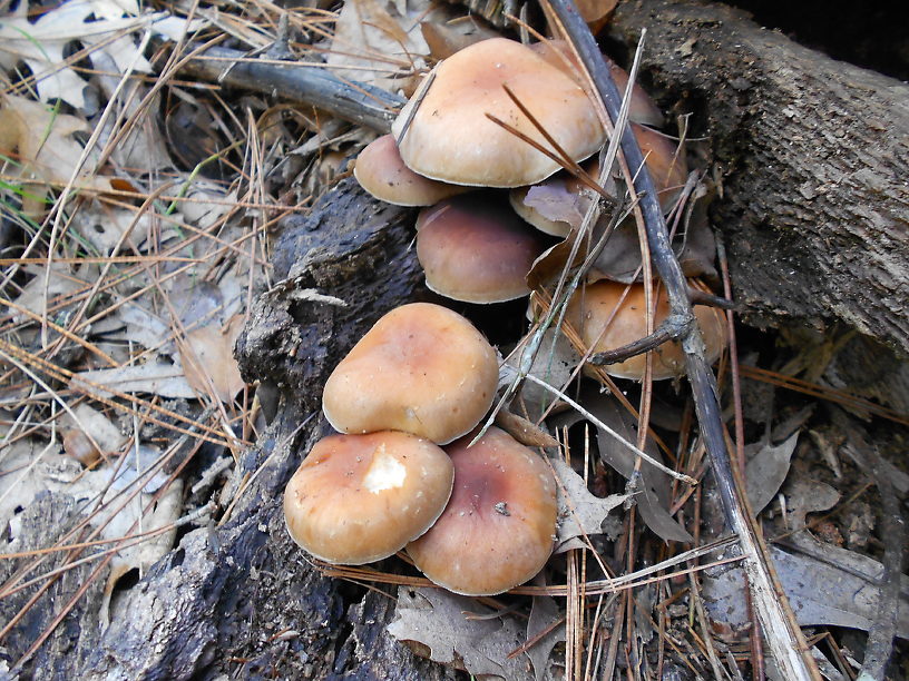 What's fall without a few fungi?