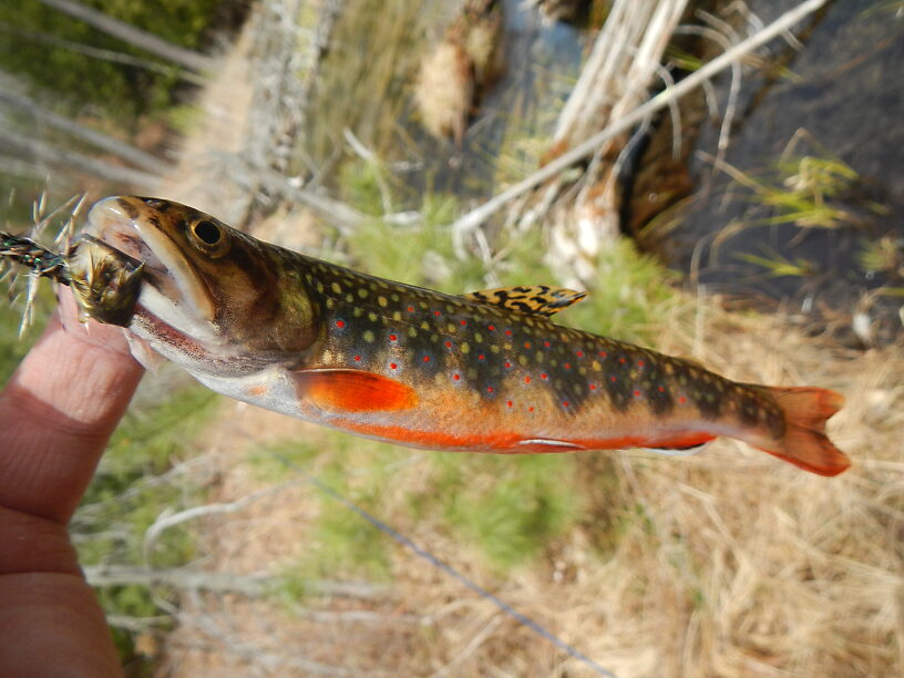 From a trout stream...or a coral reef?