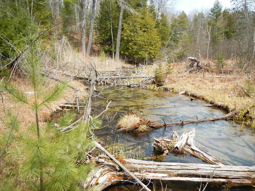 Tight little brookie waters, no problem having this all to myself!