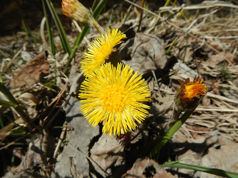 Colt's-foot blooming next to another little brookie stream