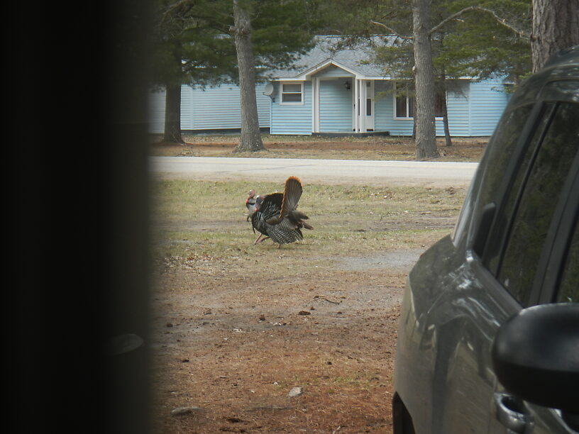 LOOK AT ME, I'M AWESOME!!!  (Out my front door)